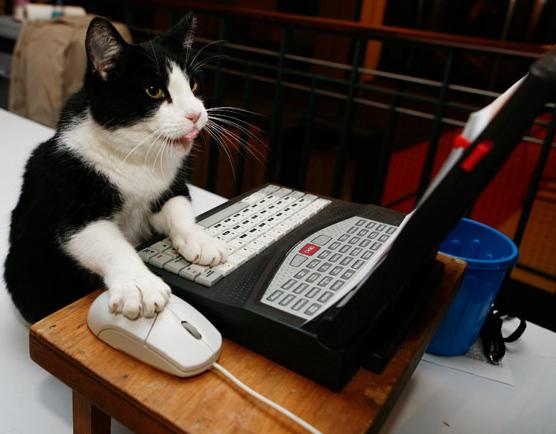 cat_typing